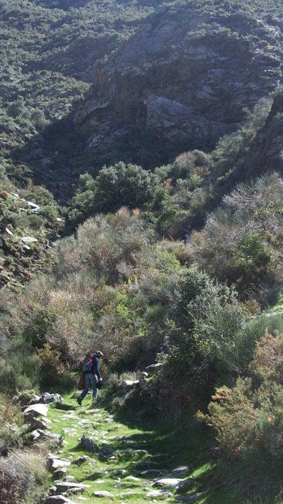 An image of a grassy path on a mountainous hike.